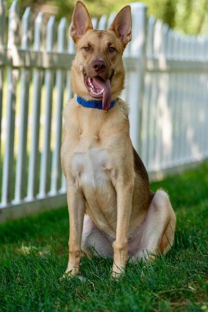 Maximus, a Adoptable Shepherd in Malvern, PA image 3/3
