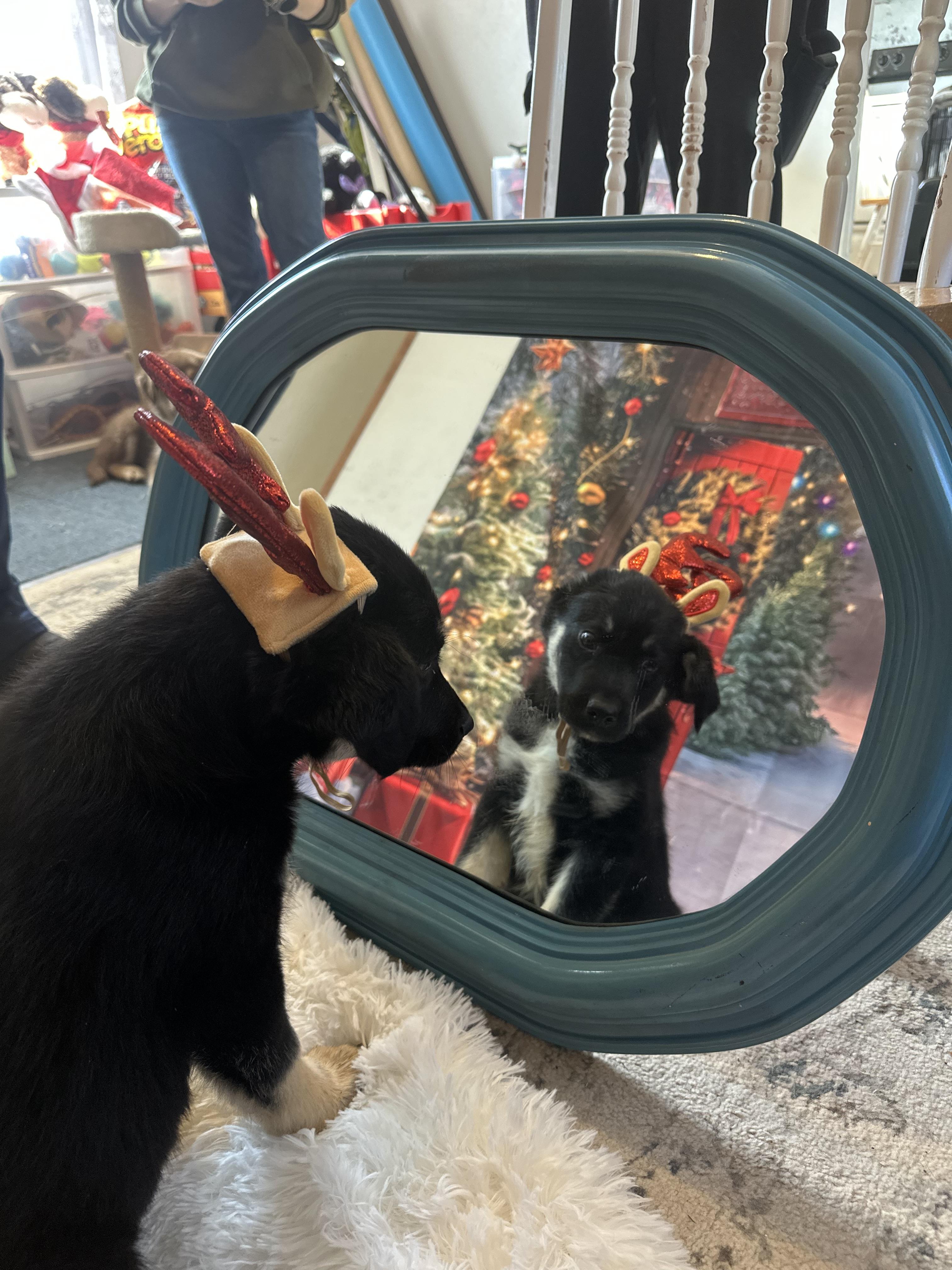 Enlarge Fettuccine, an adopted mixed breed in Lubbock, TX image 2/3