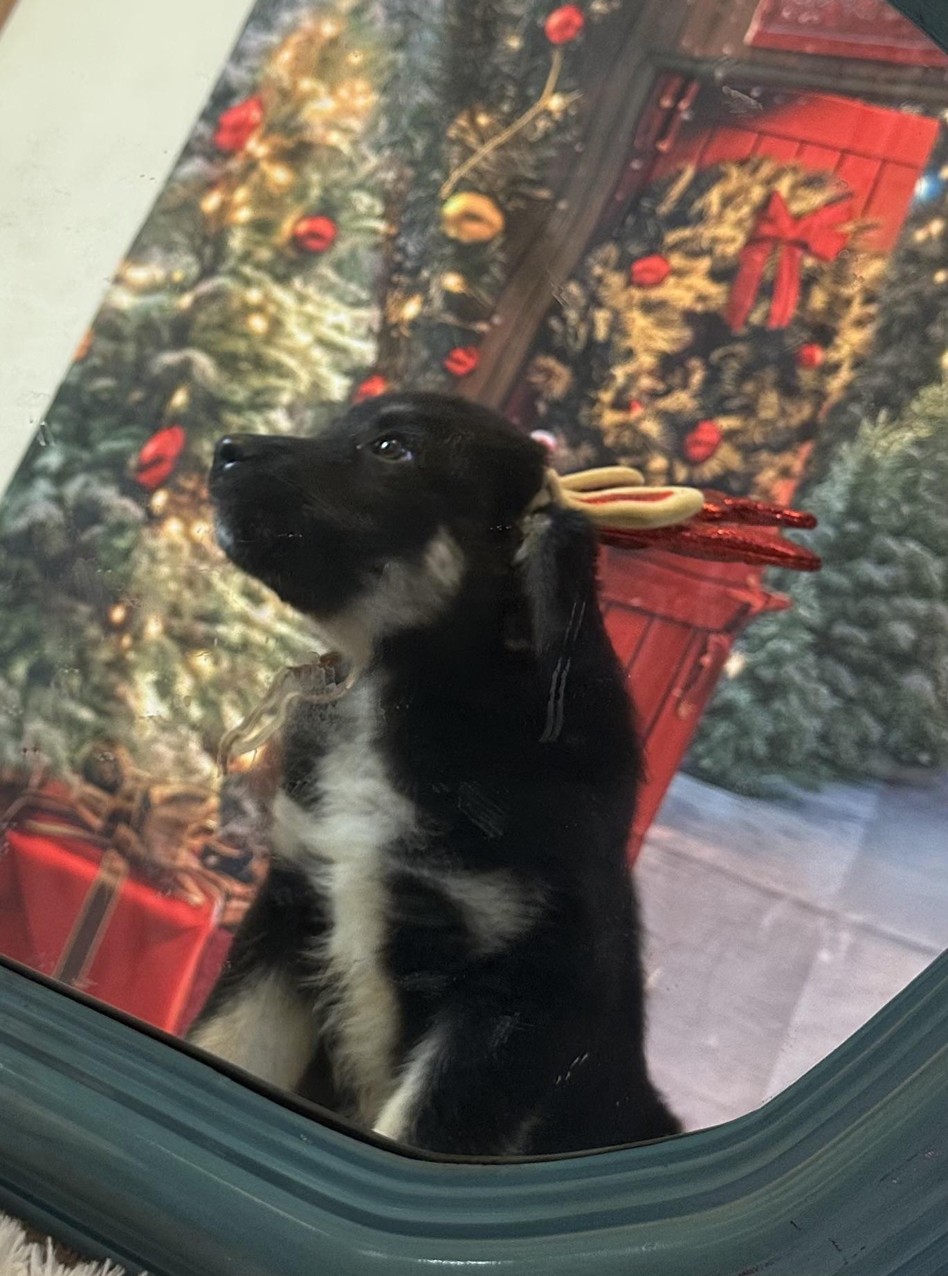 Enlarge Fettuccine, an adopted mixed breed in Lubbock, TX image 3/3