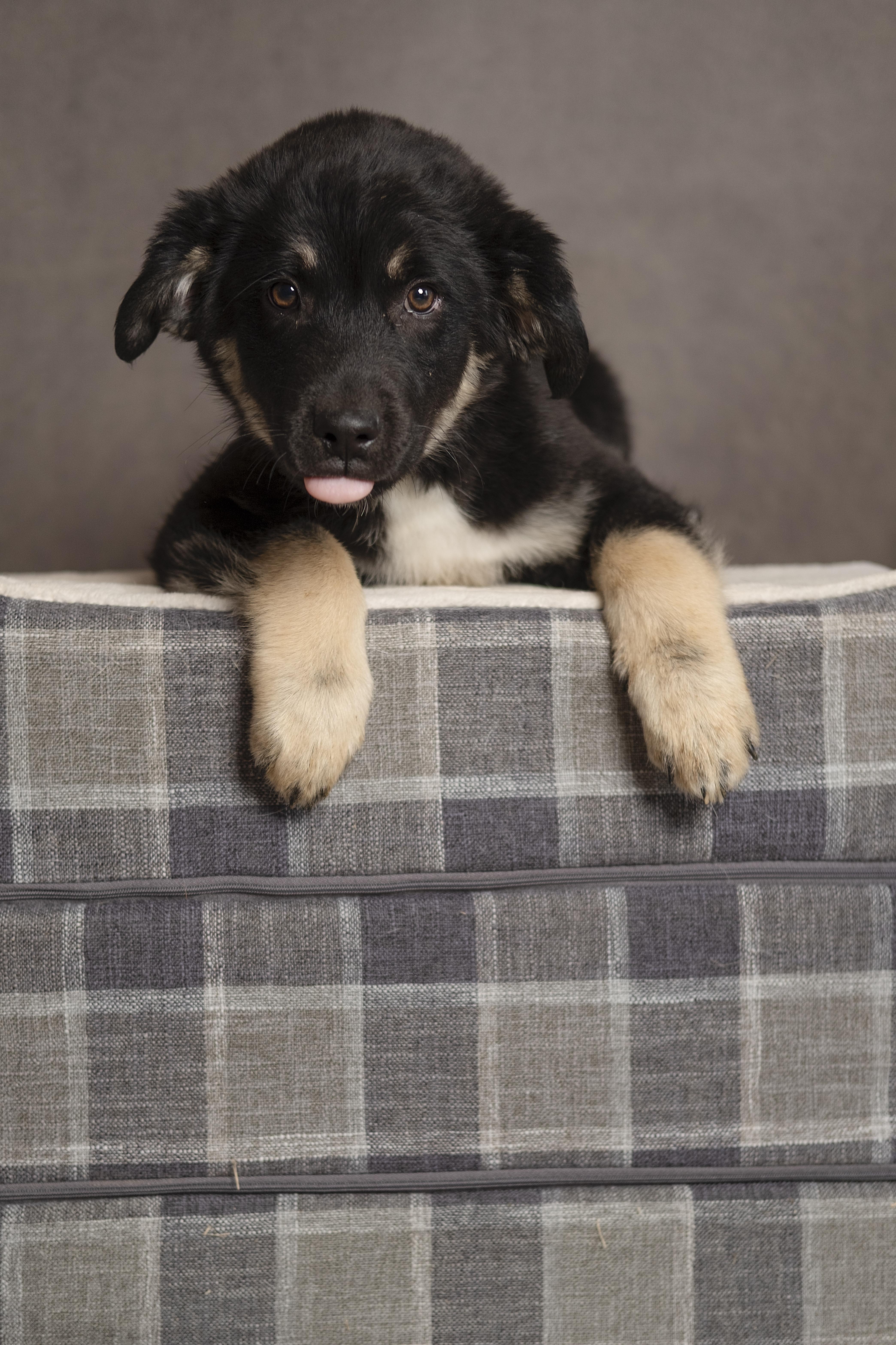 Enlarge Fettuccine, an adopted mixed breed in Lubbock, TX image 1/3