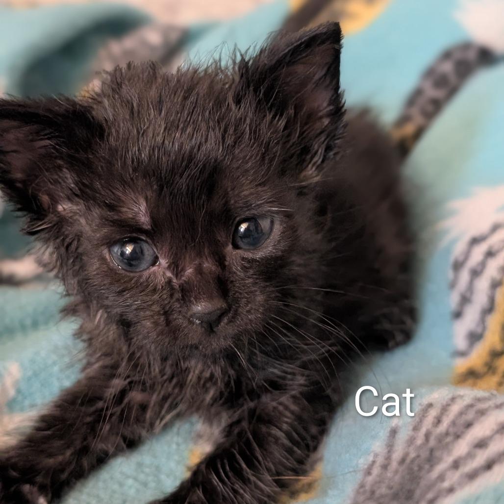 Cat (the Kitten), Adoptable, Young Female Domestic Short Hair.