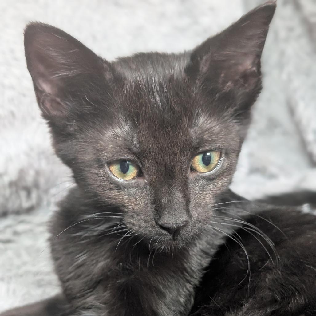 Enlarge Cat (the Kitten), a Adoptable Domestic Short Hair in Portage, MI image 2/6