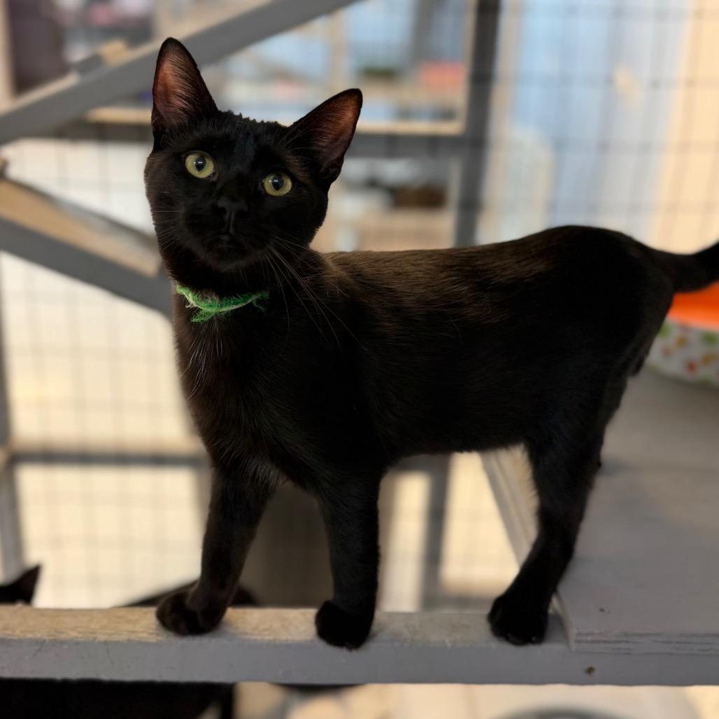 Enlarge Cat (the Kitten), a Adoptable Domestic Short Hair in Portage, MI image 3/6