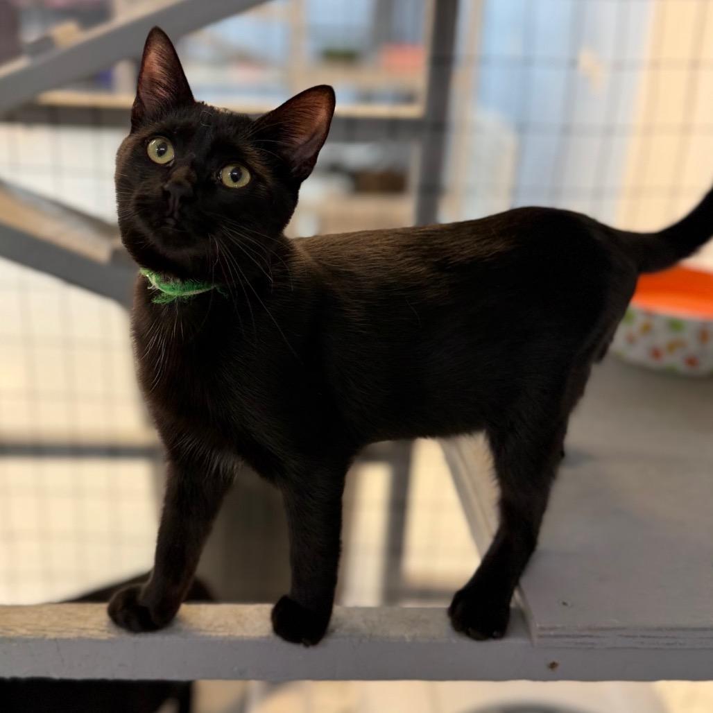 Enlarge Cat (the Kitten), a Adoptable Domestic Short Hair in Portage, MI image 4/6
