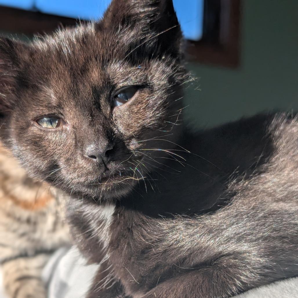 Enlarge Cat (the Kitten), a Adoptable Domestic Short Hair in Portage, MI image 5/6