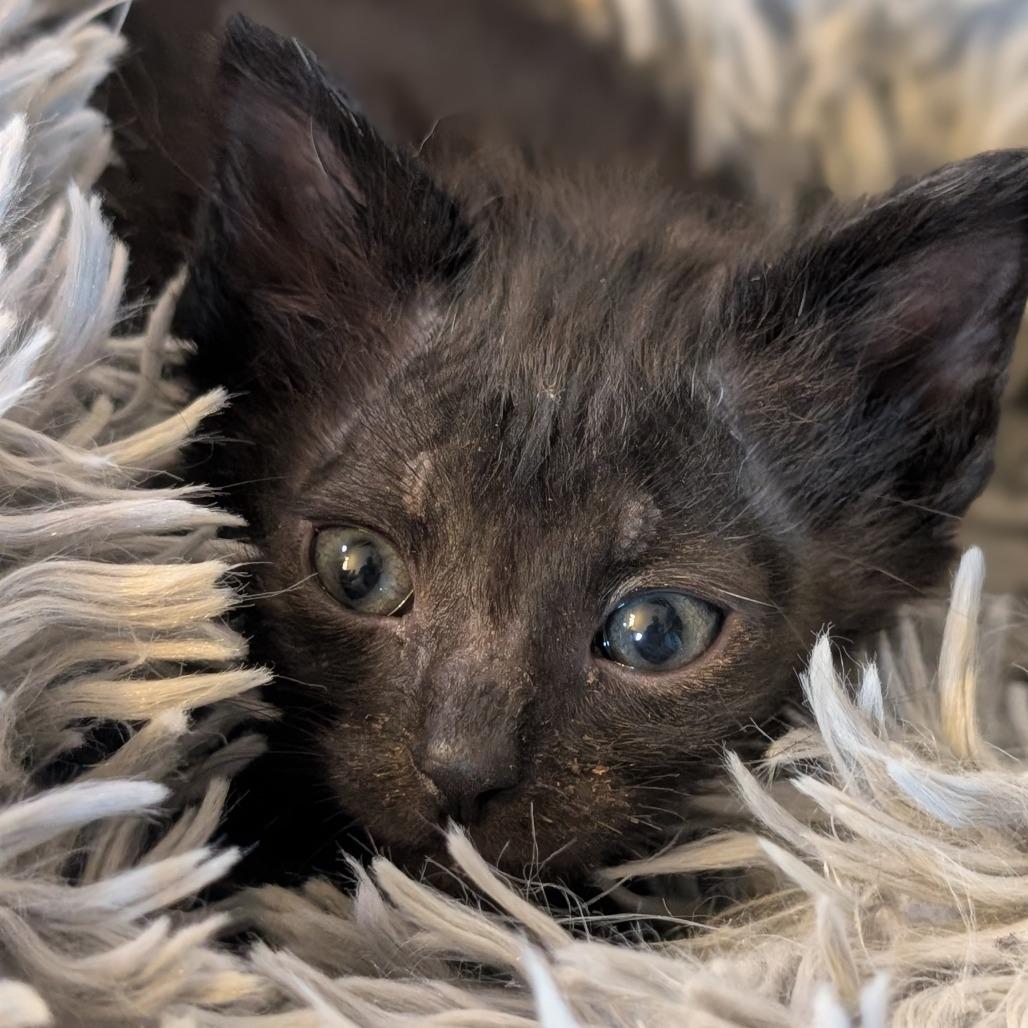 Enlarge Cat (the Kitten), a Adoptable Domestic Short Hair in Portage, MI image 6/6