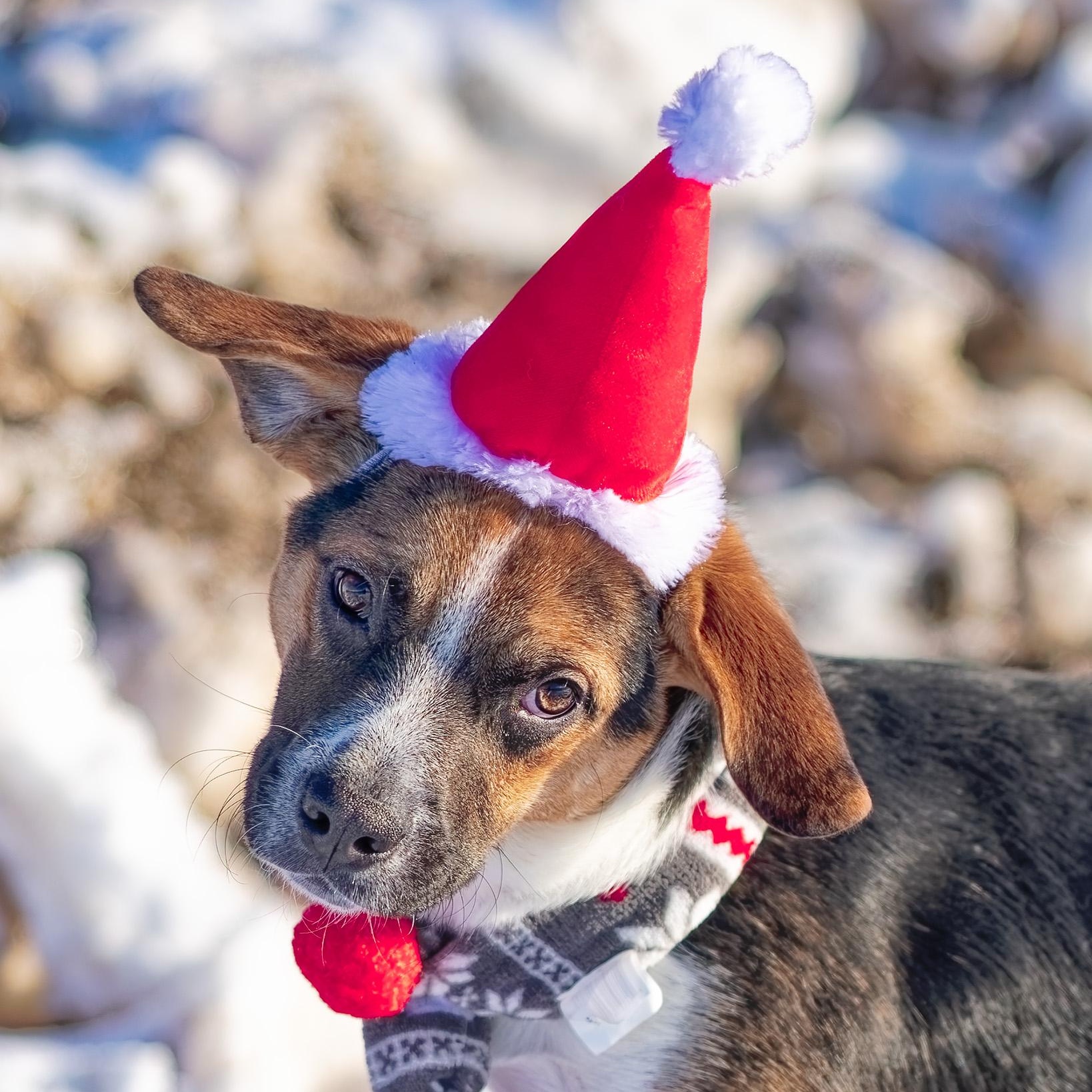 Enlarge Zack, a ADOPTABLE mixed breed in Clarinda, IA image 1/5