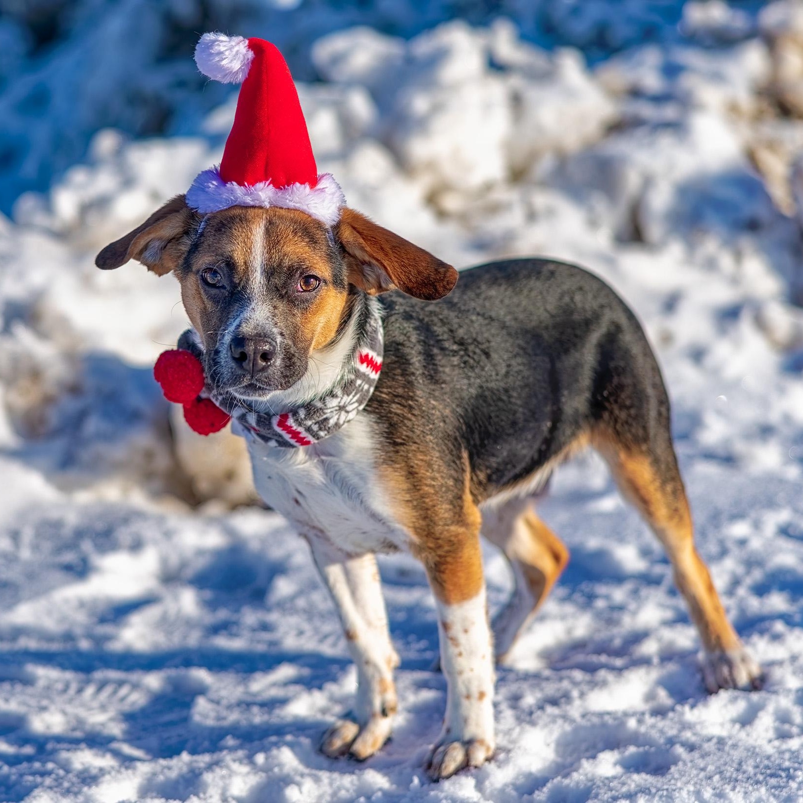 Enlarge Zack, a ADOPTABLE mixed breed in Clarinda, IA image 2/5