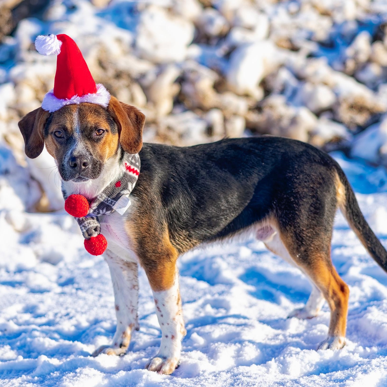 Enlarge Zack, a ADOPTABLE mixed breed in Clarinda, IA image 3/5