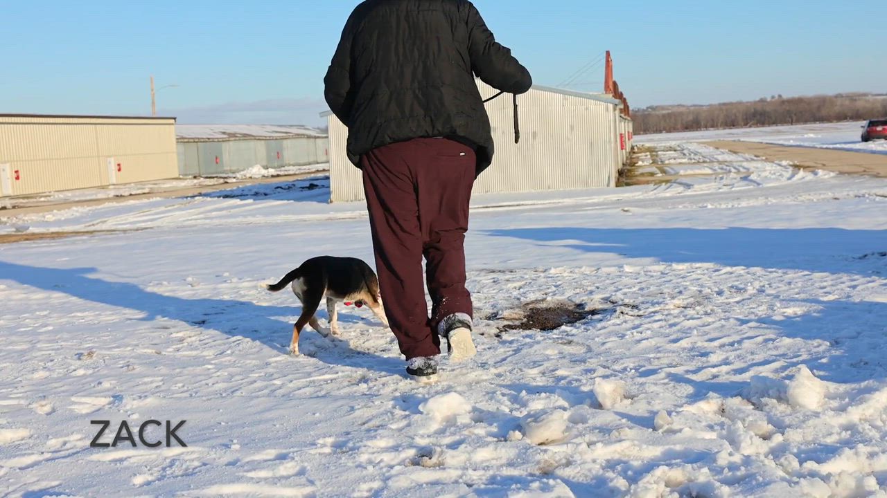 Enlarge Zack, a ADOPTABLE mixed breed in Clarinda, IA video 5/5