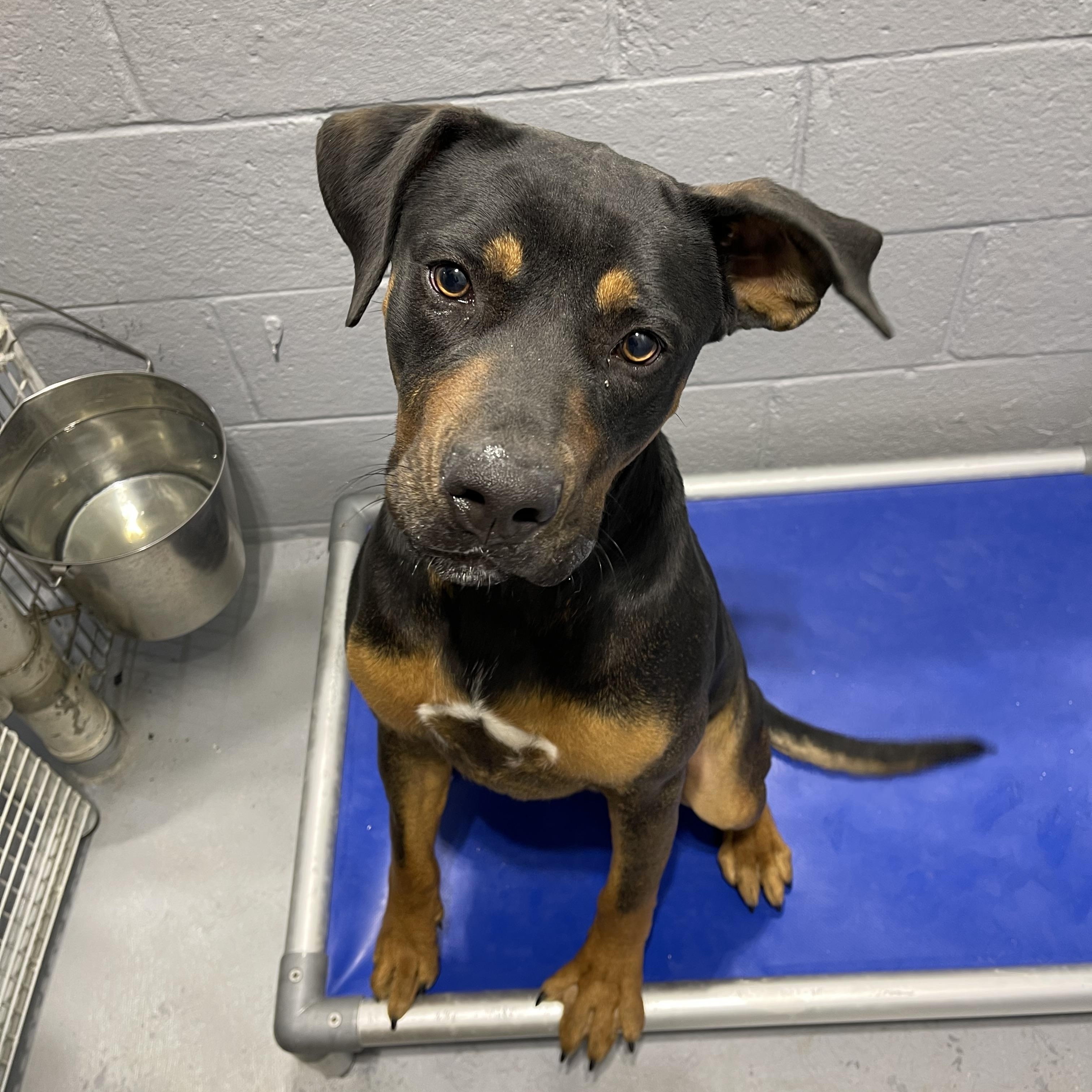 Roxie, ADOPTABLE, Adult Female Rottweiler.