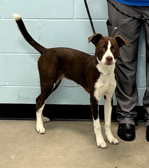 Enlarge Santi, a Adopted mixed breed in Winchester, KY image 1/1