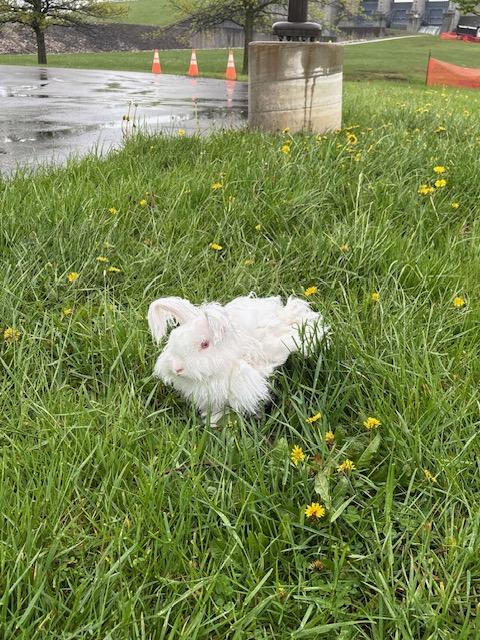 Appa, a Adoptable Angora Rabbit in Westerville, OH image 6/6