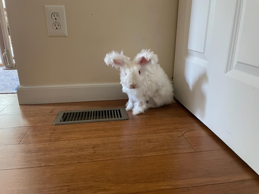 Appa, a Adoptable Angora Rabbit in Westerville, OH image 3/6
