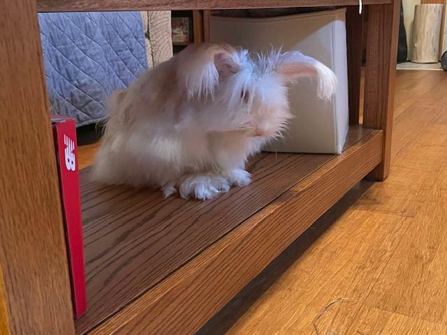 Appa, a Adoptable Angora Rabbit in Westerville, OH image 2/6