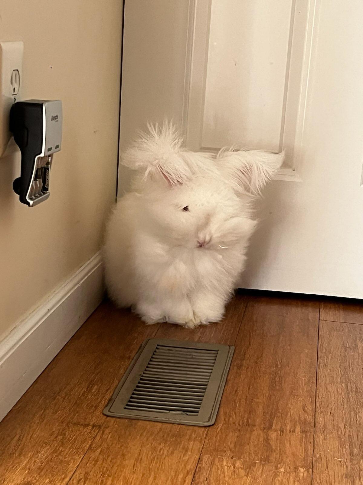 Appa, Adoptable, Adult Male Angora Rabbit.
