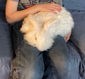 Appa, a Adoptable Angora Rabbit in Westerville, OH image 4/6