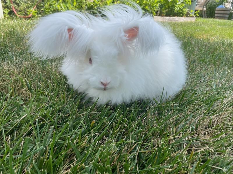 Appa, a Adoptable Angora Rabbit in Westerville, OH image 5/6