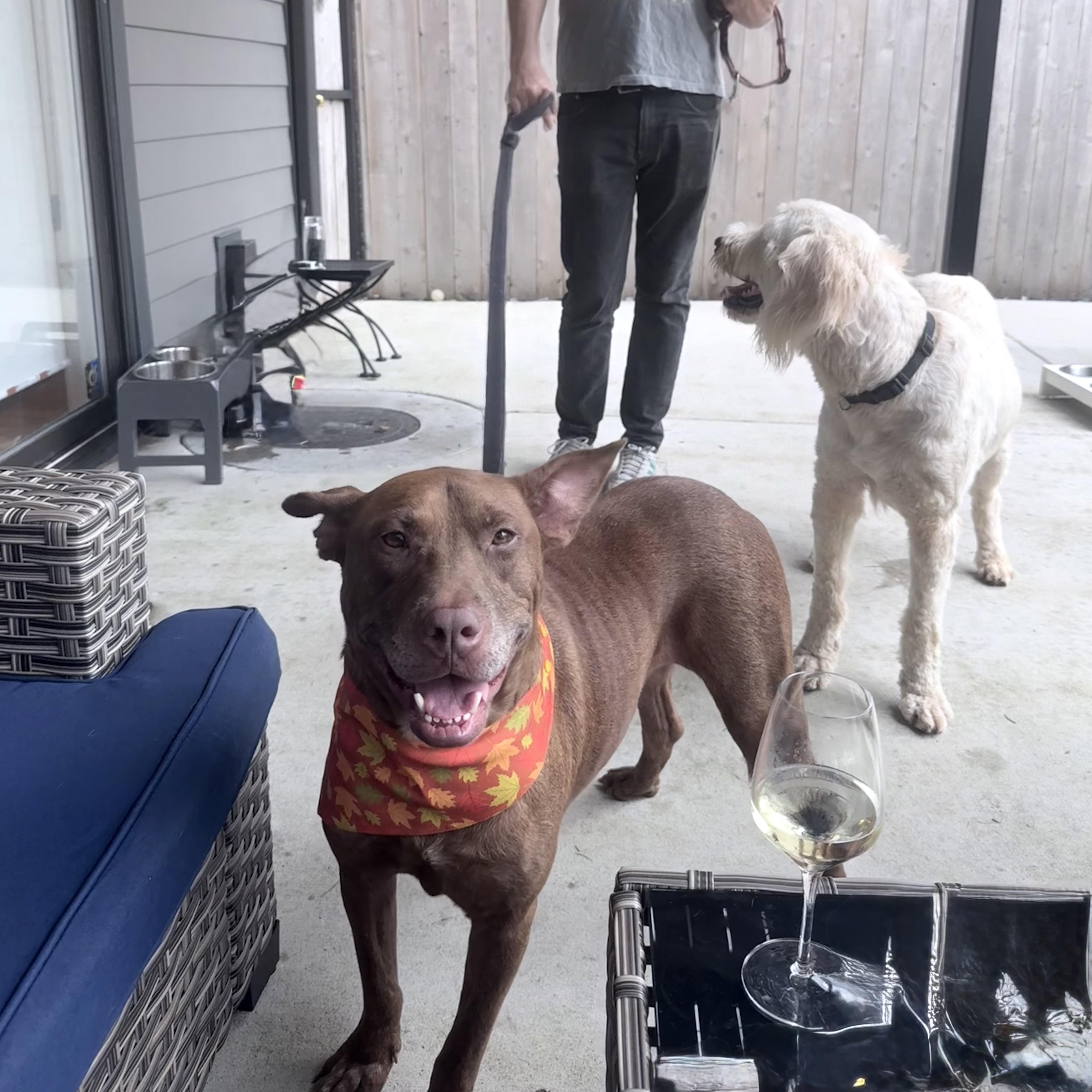 Truman, adopted, Adult Male Pit Bull Terrier & Mixed Breed.