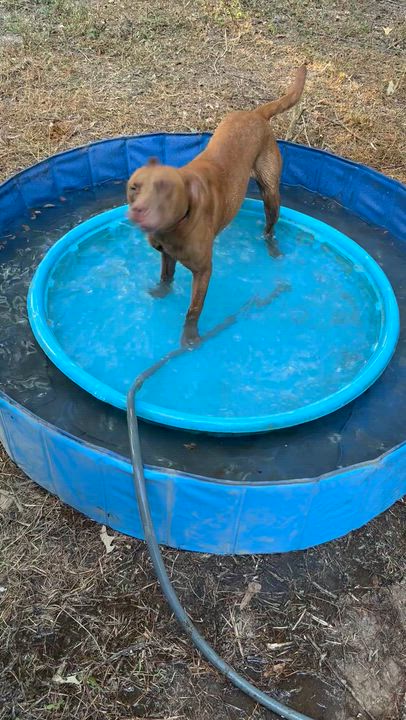 Enlarge Truman, an adopted mixed breed in Chicago, IL video 3/4