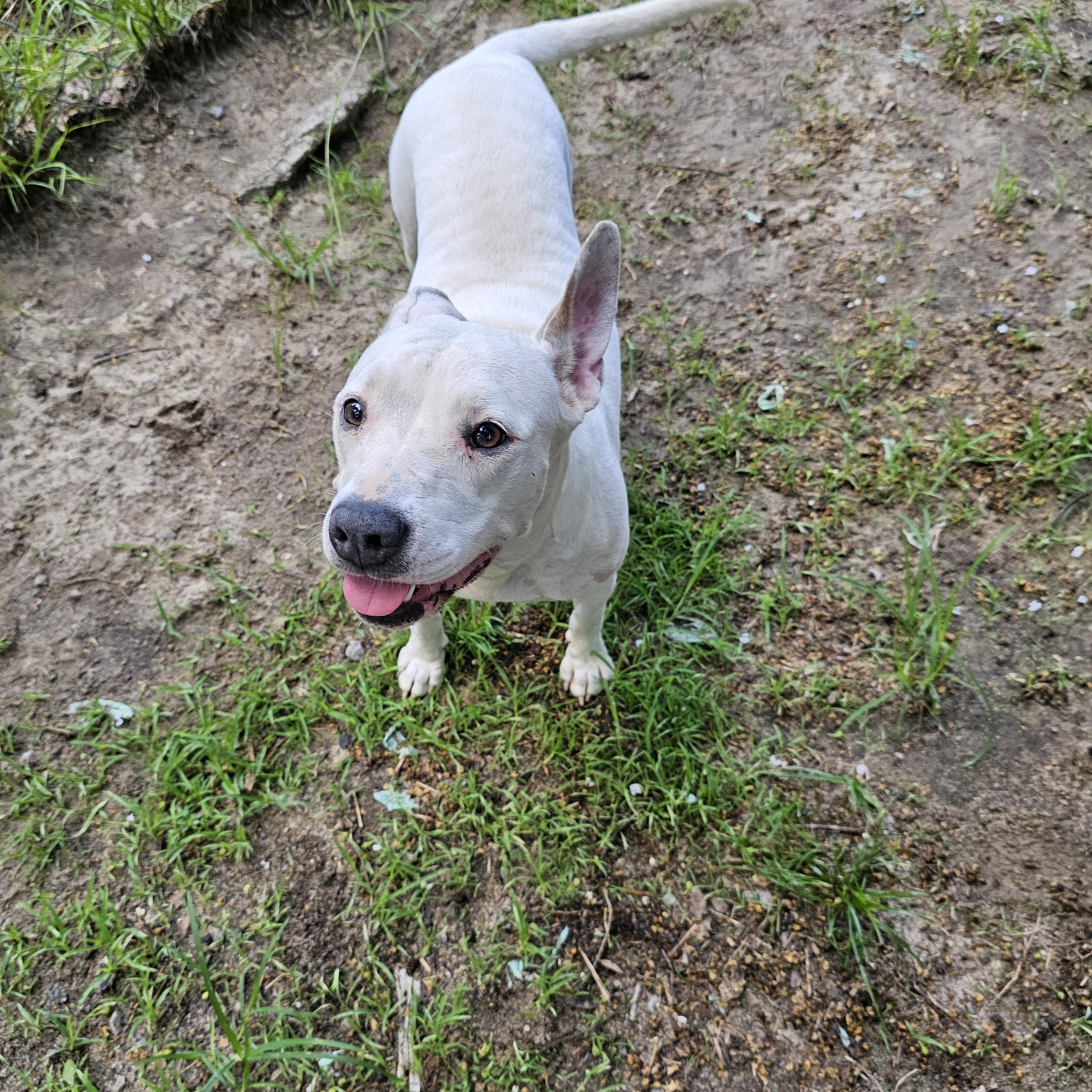 Gabriella, a Adoptable mixed breed in Orangeburg, SC image 5/6