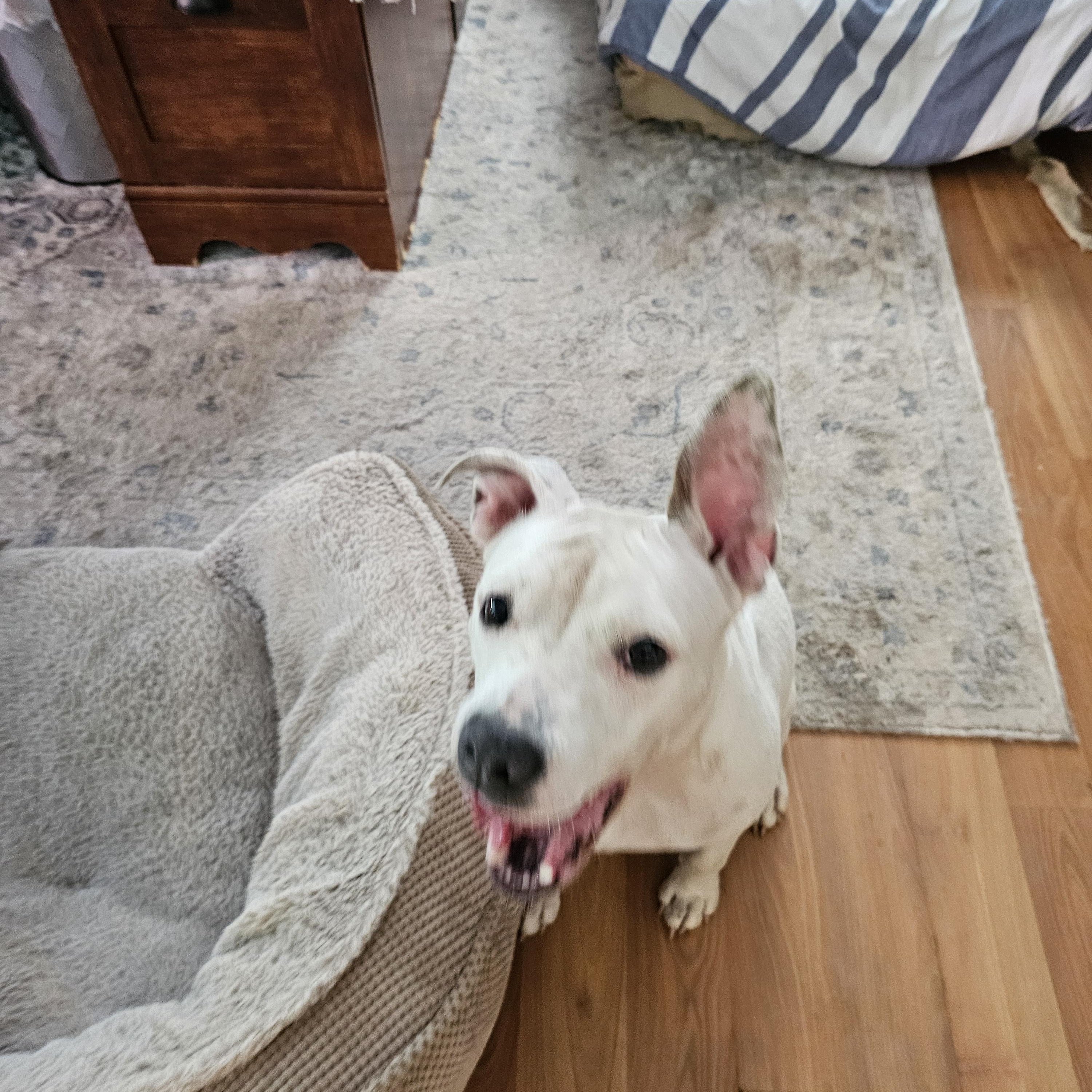 Gabriella, a Adoptable mixed breed in Orangeburg, SC image 3/6