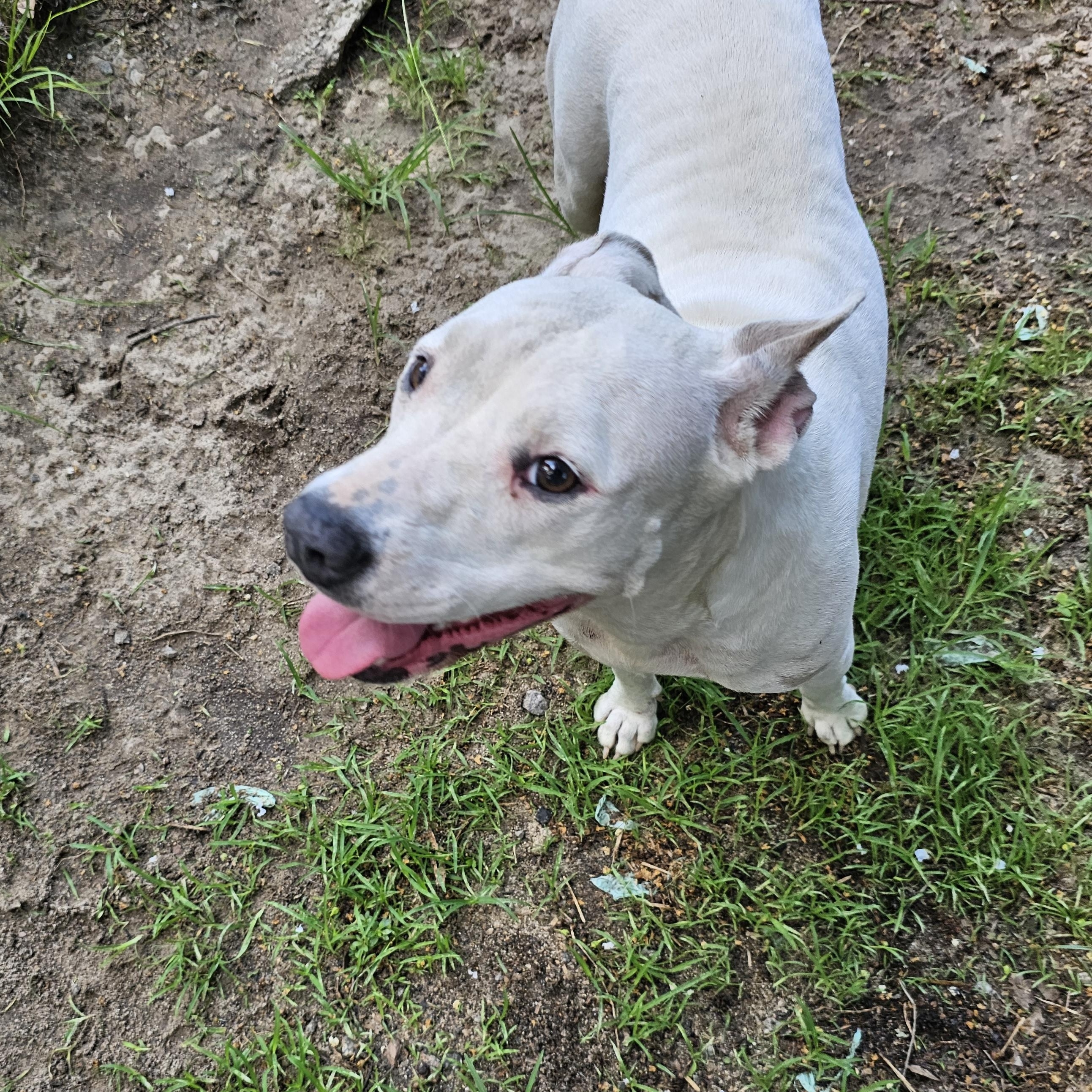 Gabriella, a Adoptable mixed breed in Orangeburg, SC image 4/6