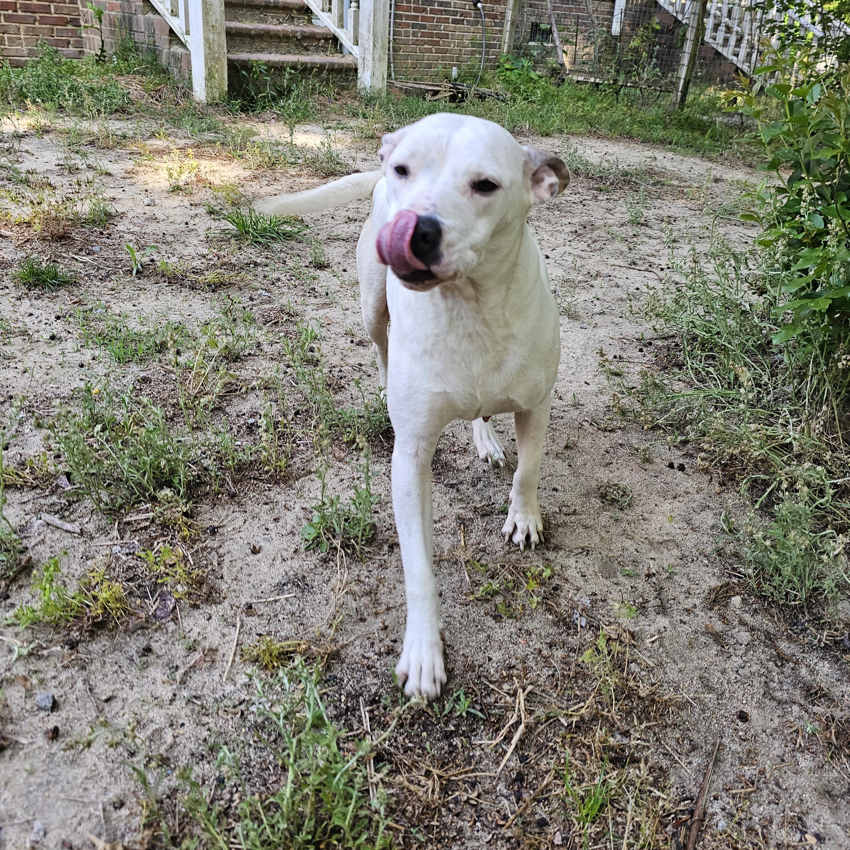 Enlarge Gabriella, a Adoptable mixed breed in Orangeburg, SC image 4/5