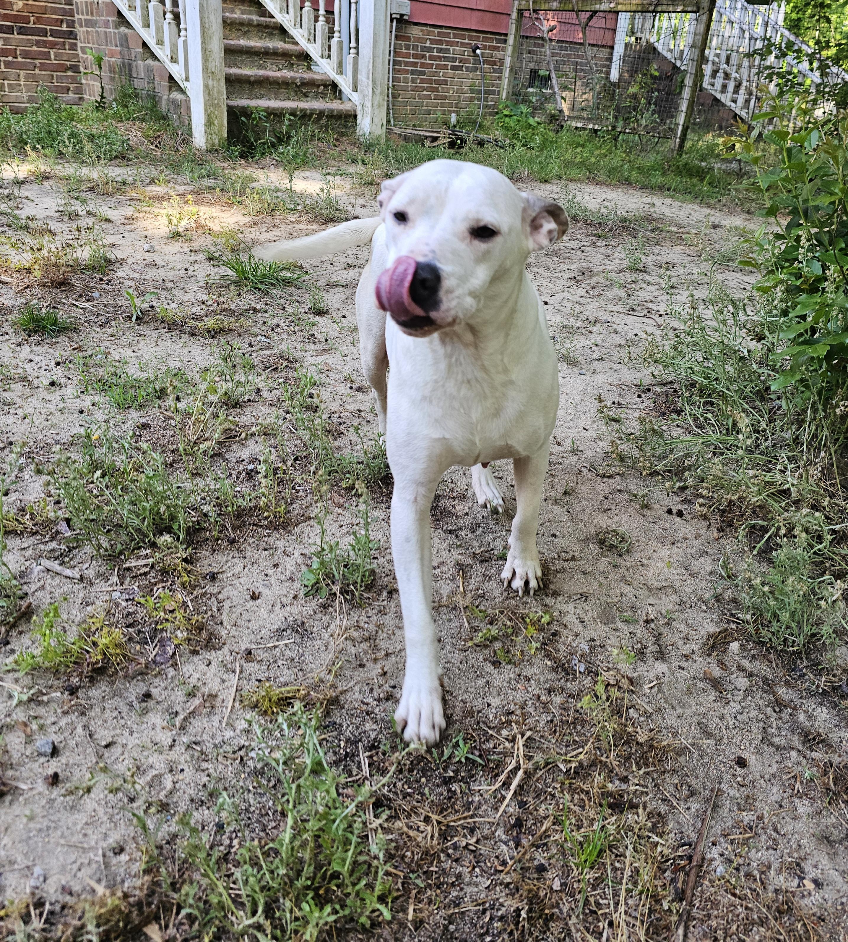 Gabriella, a Adoptable mixed breed in Orangeburg, SC image 6/6