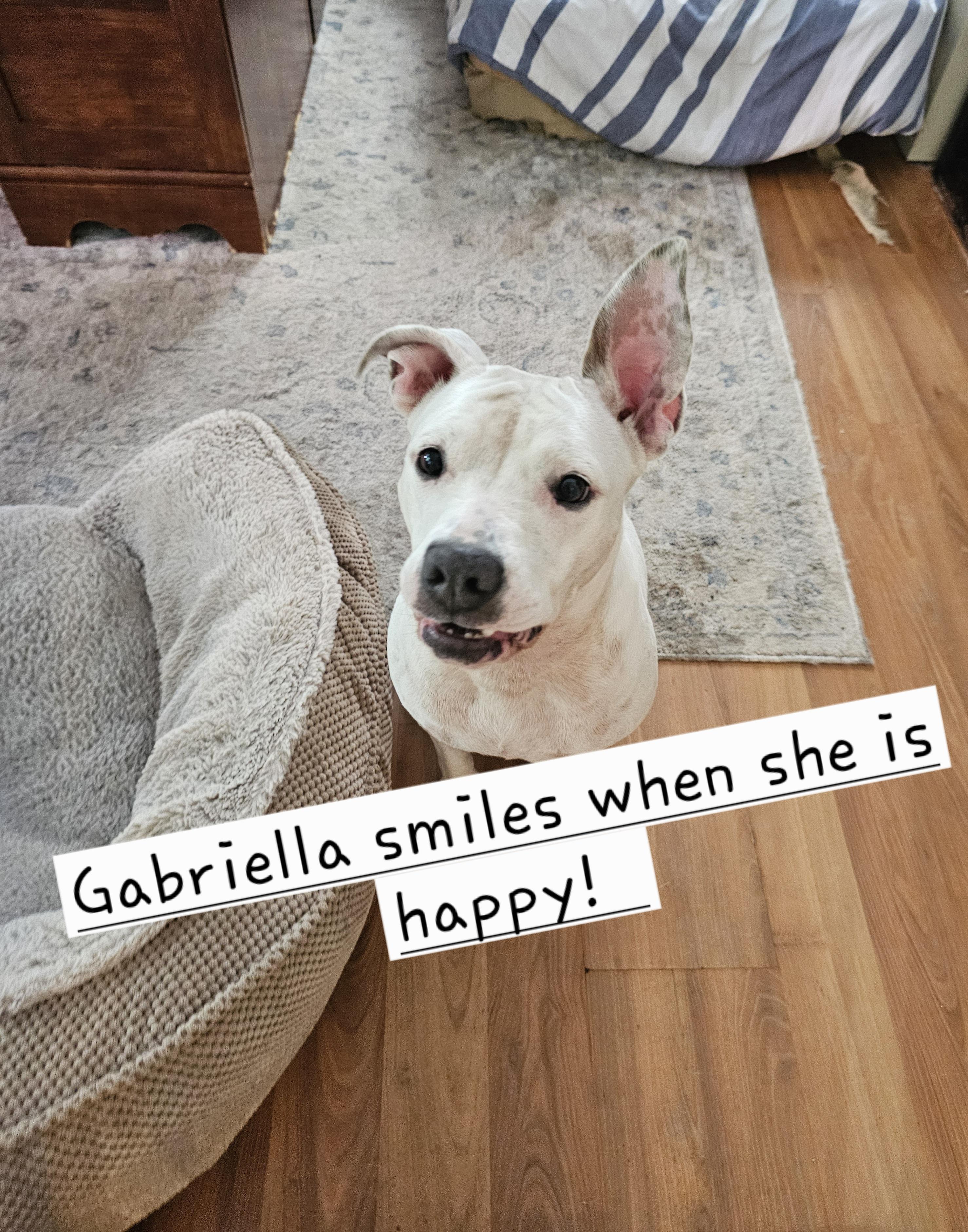 Gabriella, Adoptable, Young Female Labrador Retriever.