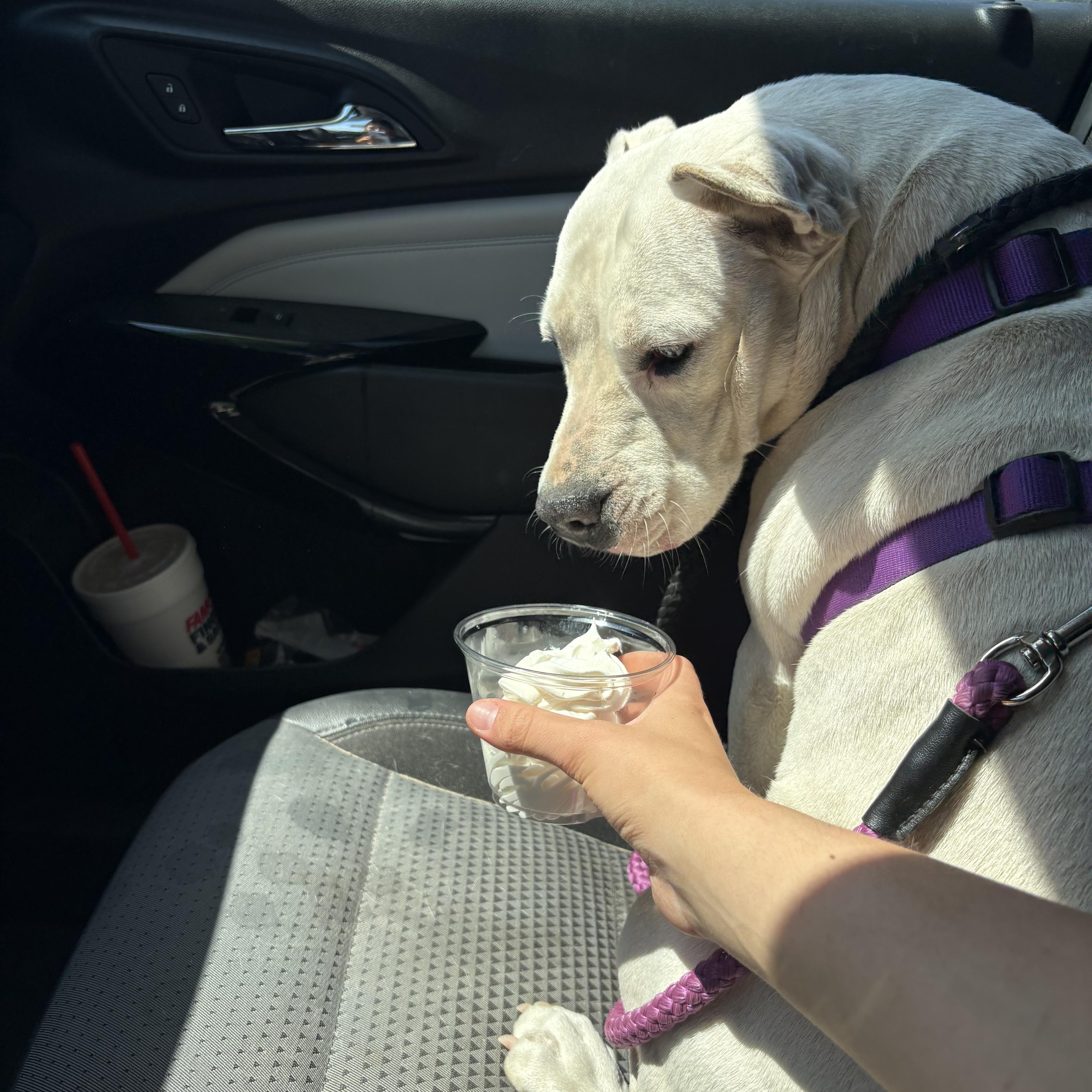 Enlarge Gabriella, a Adoptable mixed breed in Orangeburg, SC image 5/5