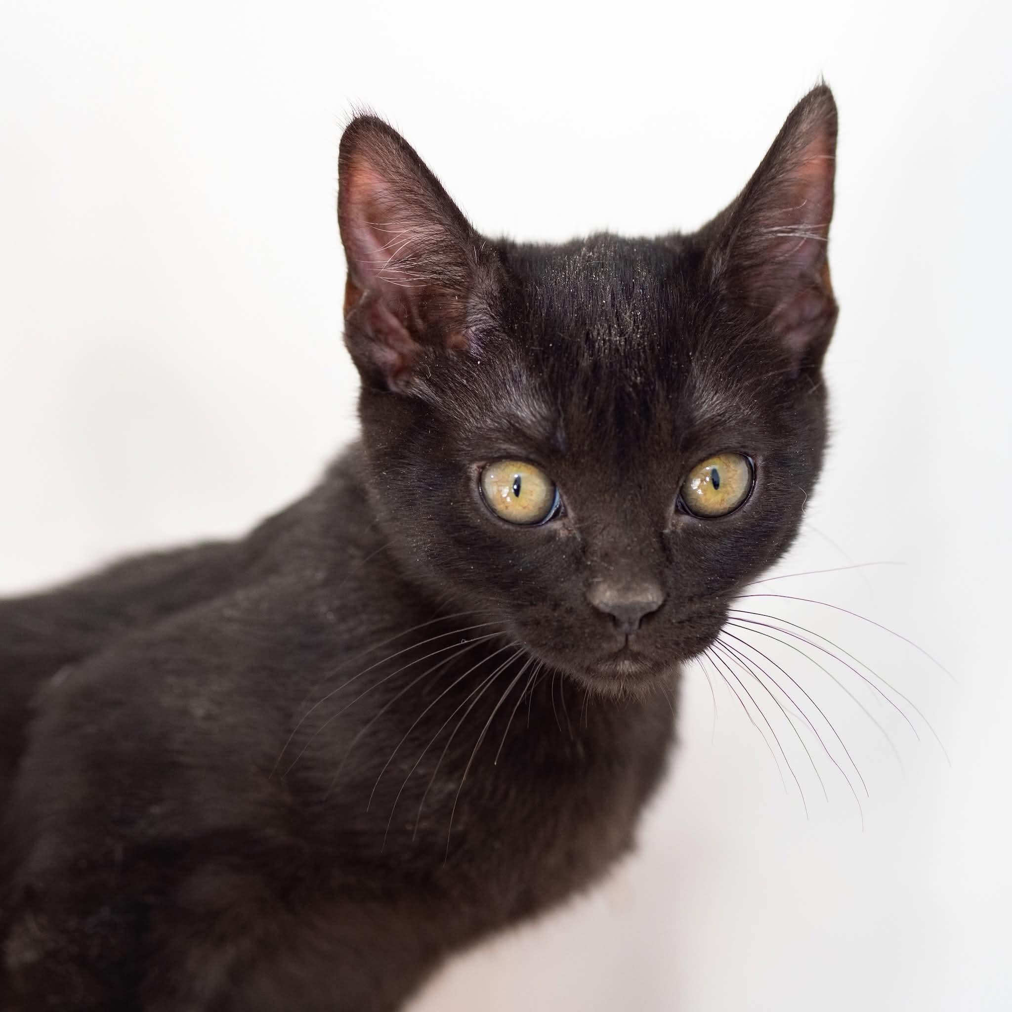 Enlarge Salem, a ADOPTABLE Domestic Short Hair in Globe, AZ image 1/1