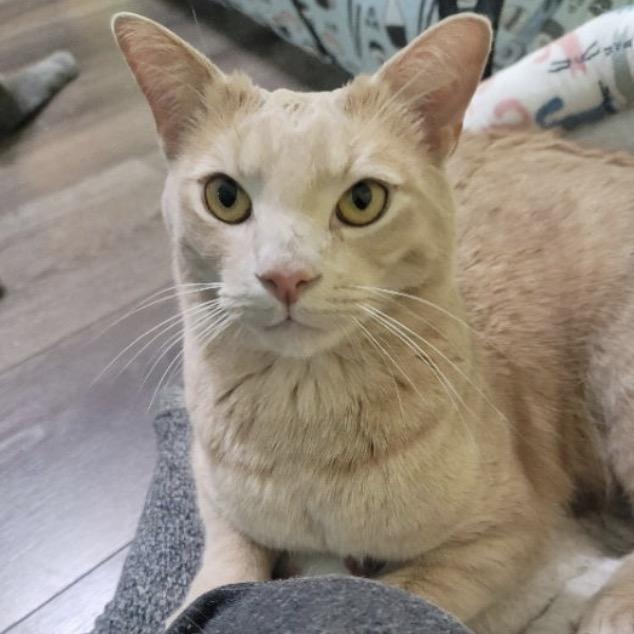 Clearwater, Adoptable, Adult Male Domestic Short Hair.