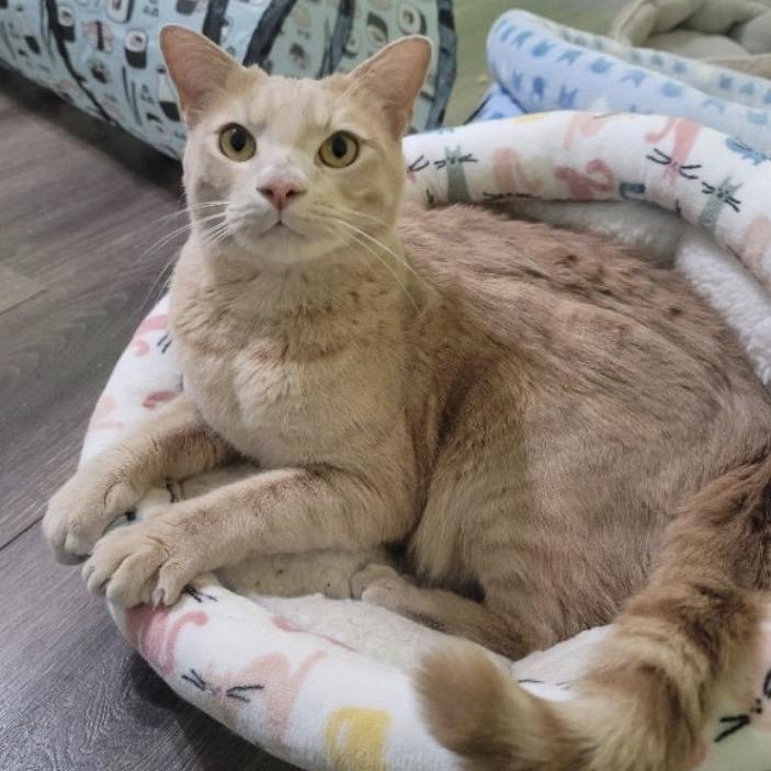 Enlarge Clearwater, a Adoptable Domestic Short Hair in Woodstock, GA image 2/4