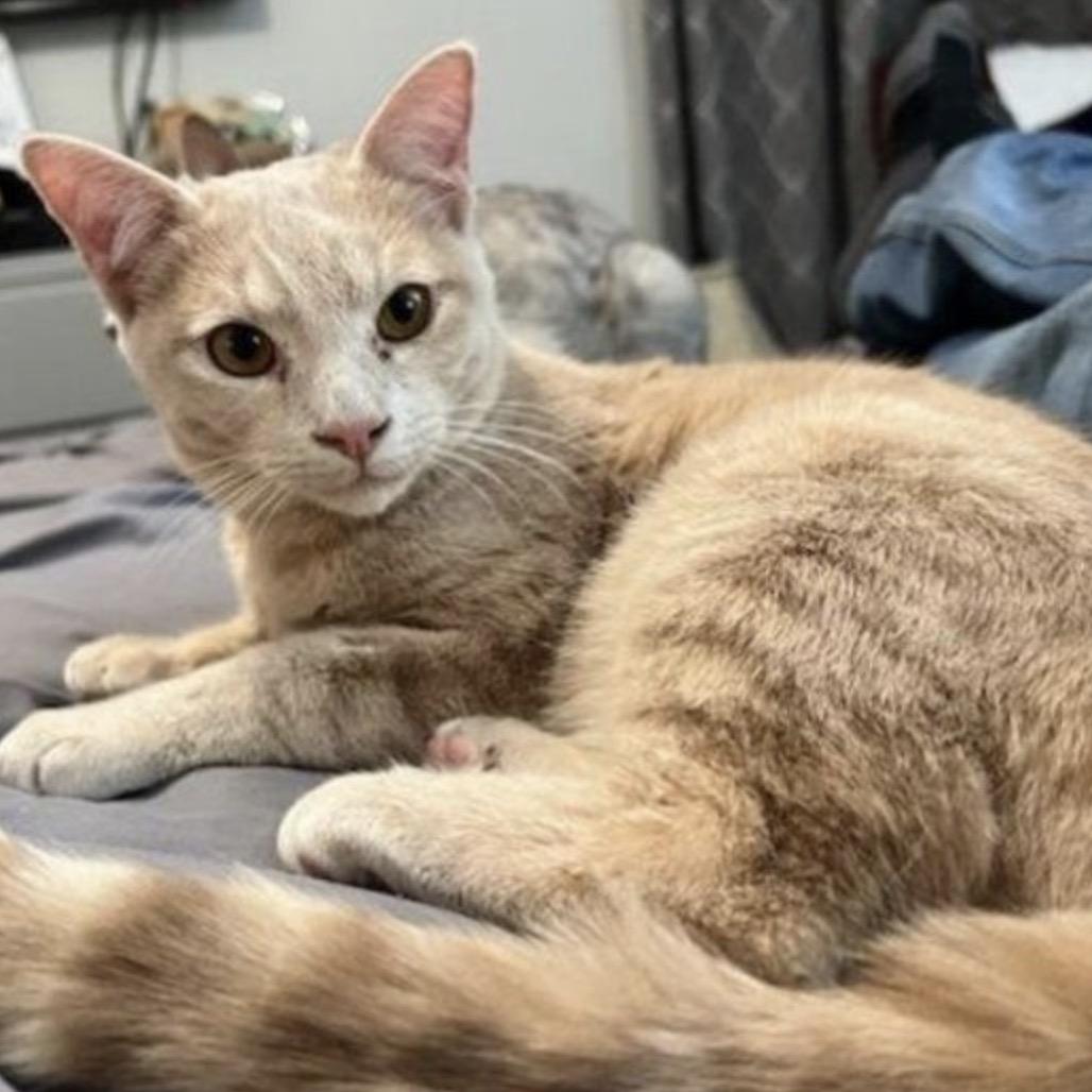 Enlarge Clearwater, a Adoptable Domestic Short Hair in Woodstock, GA image 3/4