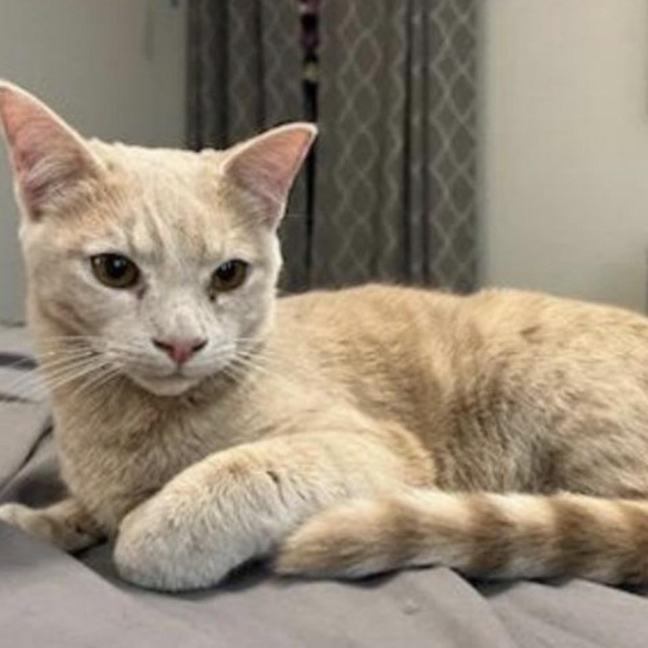 Enlarge Clearwater, a Adoptable Domestic Short Hair in Woodstock, GA image 4/4