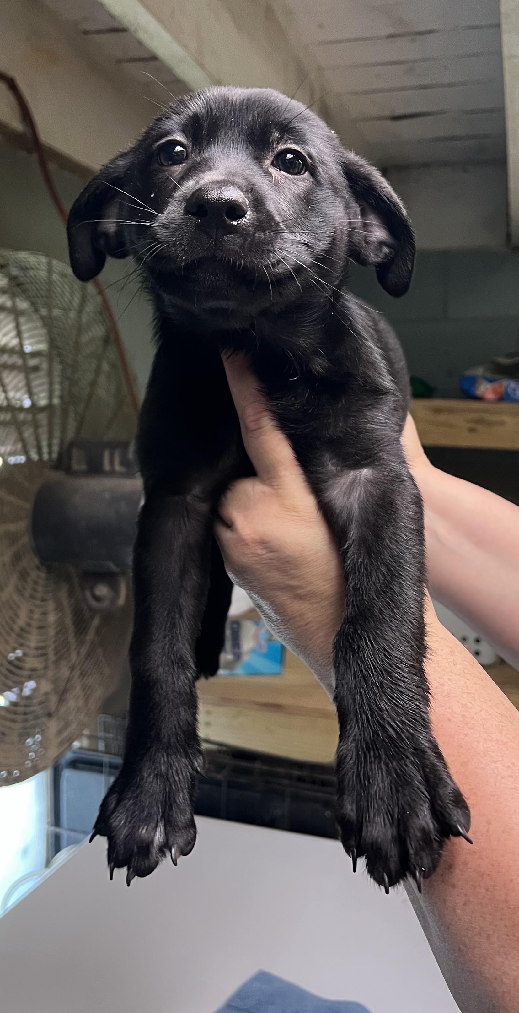 Enlarge Spice, a Adopted Black Labrador Retriever in sparta, NC image 4/5
