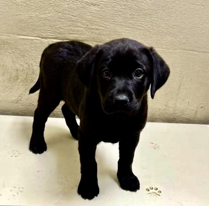 Spice, Adopted, Puppy Female Black Labrador Retriever.
