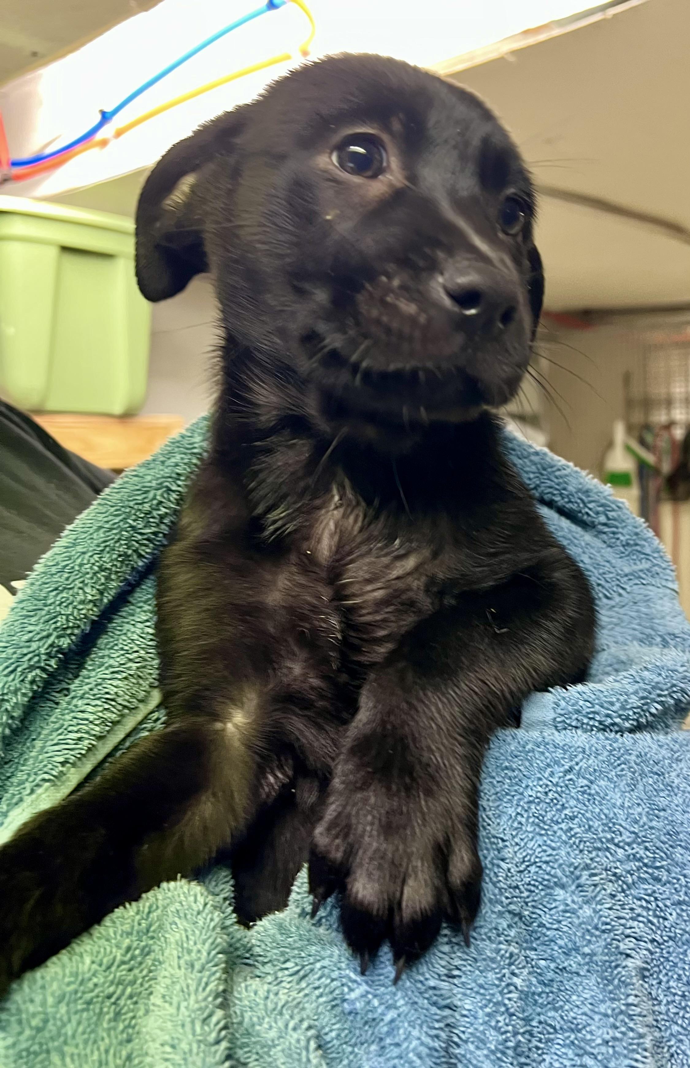 Enlarge Spice, a Adopted Black Labrador Retriever in sparta, NC image 2/5
