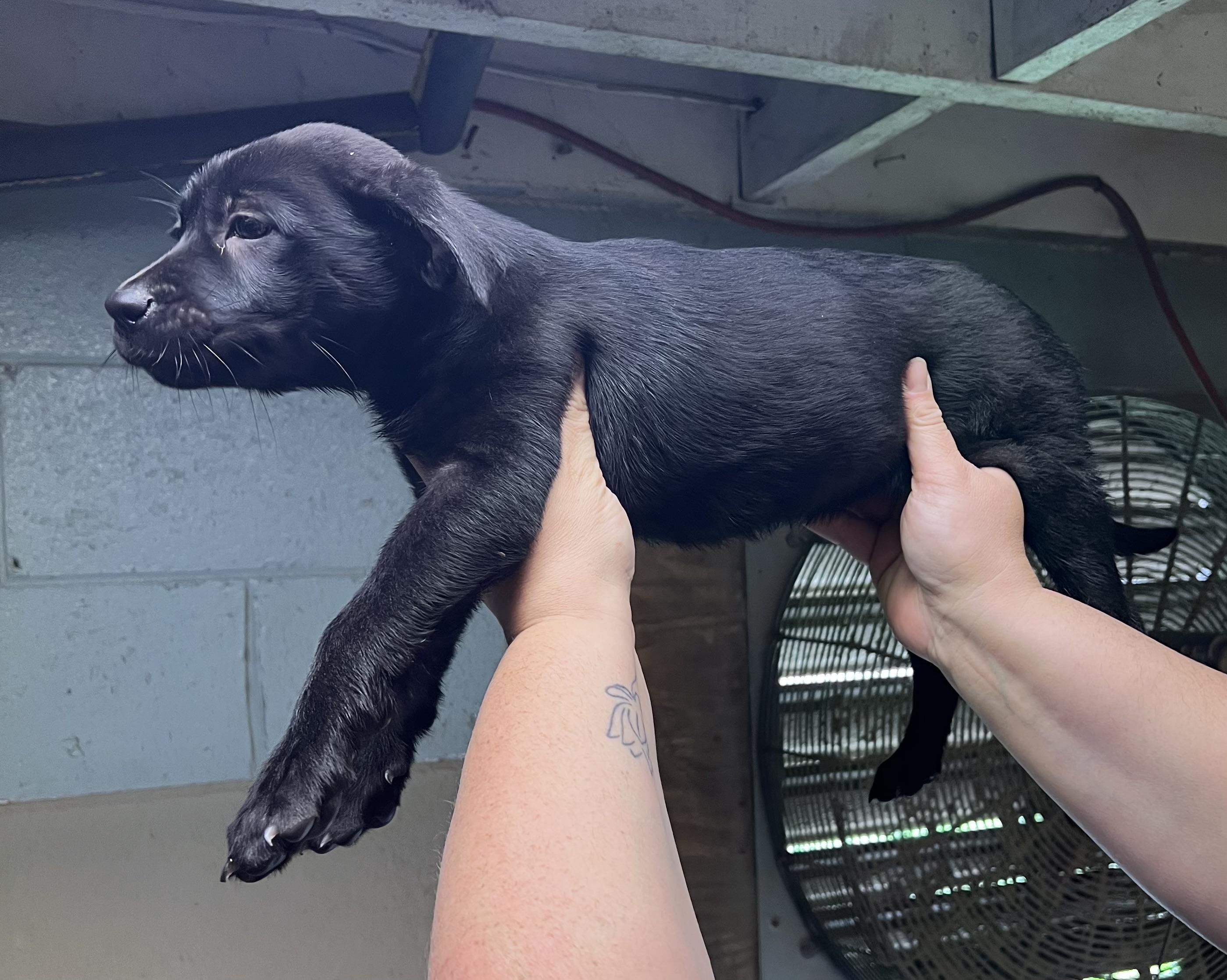 Enlarge Spice, a Adopted Black Labrador Retriever in sparta, NC image 5/5