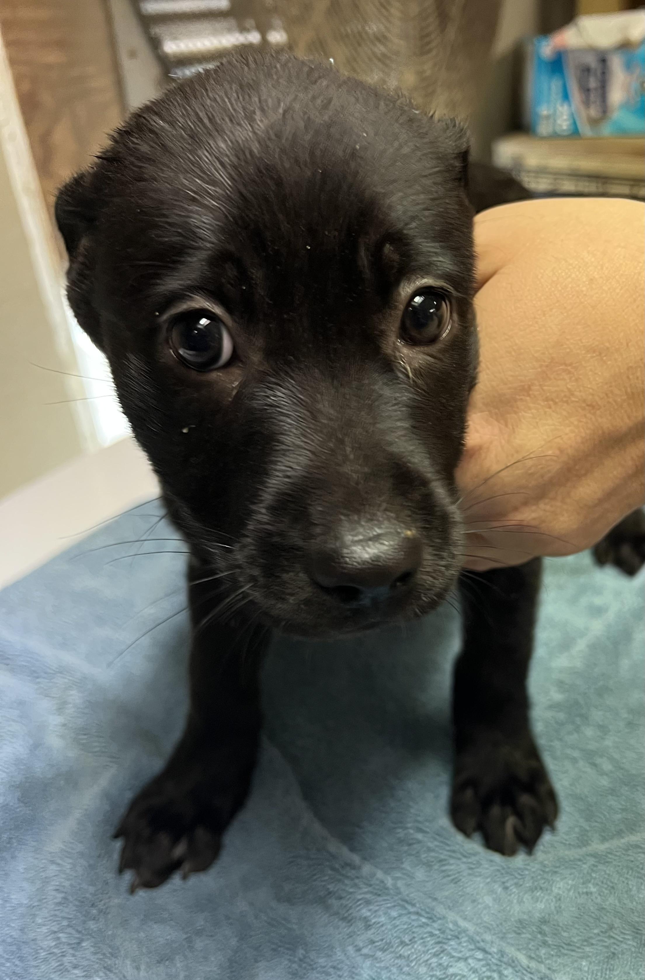 Enlarge Spice, a Adopted Black Labrador Retriever in sparta, NC image 3/5