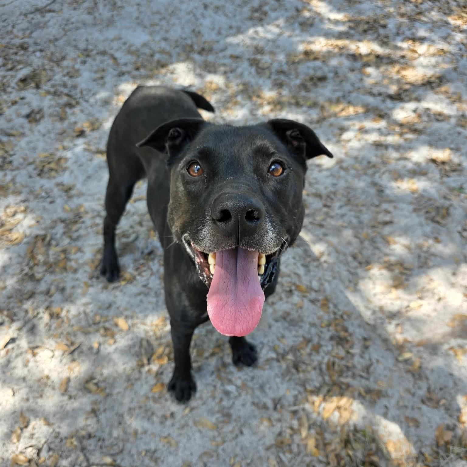 Spot, a ADOPTABLE mixed breed in Umatilla, FL image 1/5