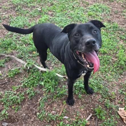 Spot, a ADOPTABLE mixed breed in Umatilla, FL image 2/5