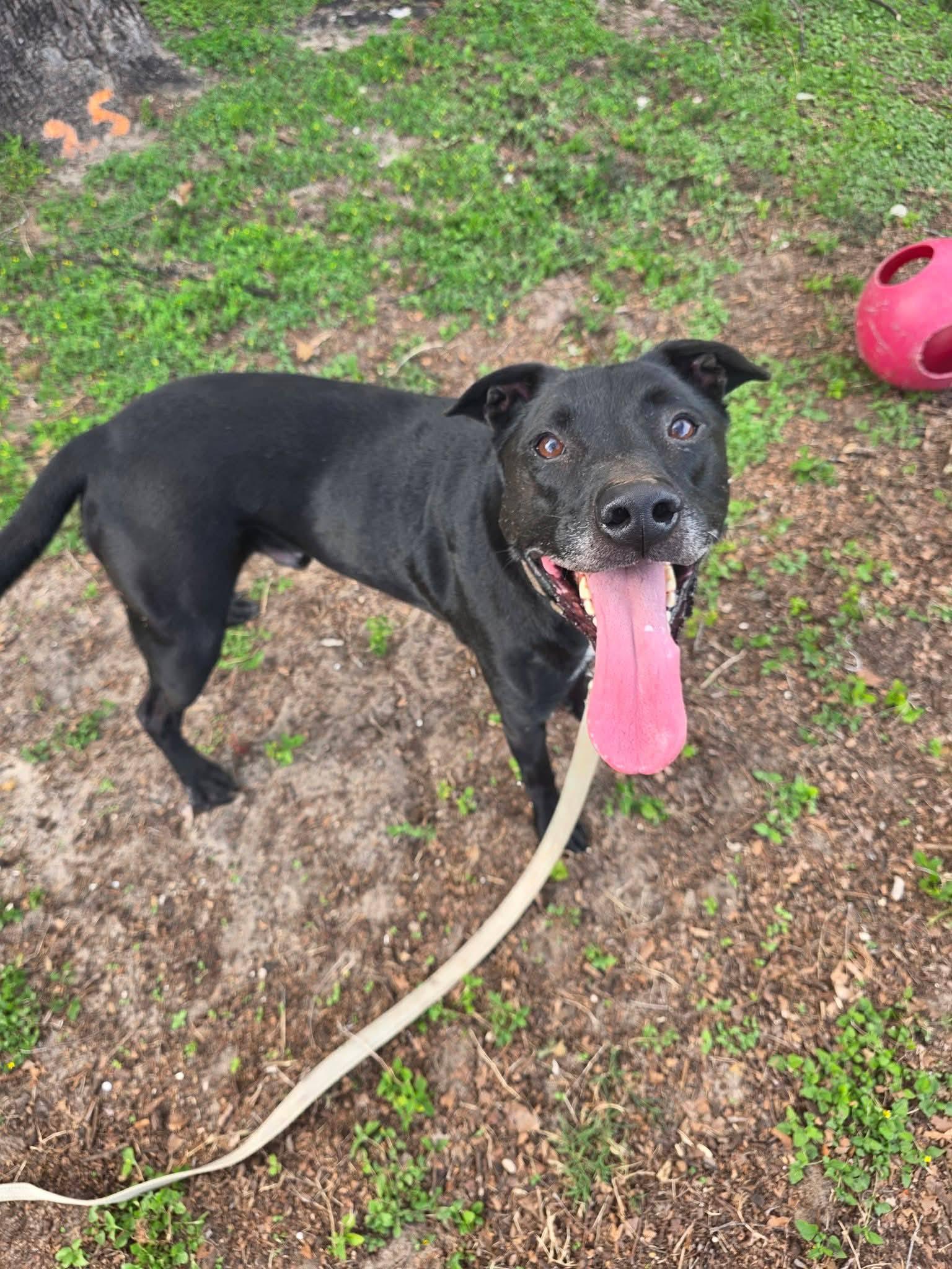 Spot, a ADOPTABLE mixed breed in Umatilla, FL image 4/5