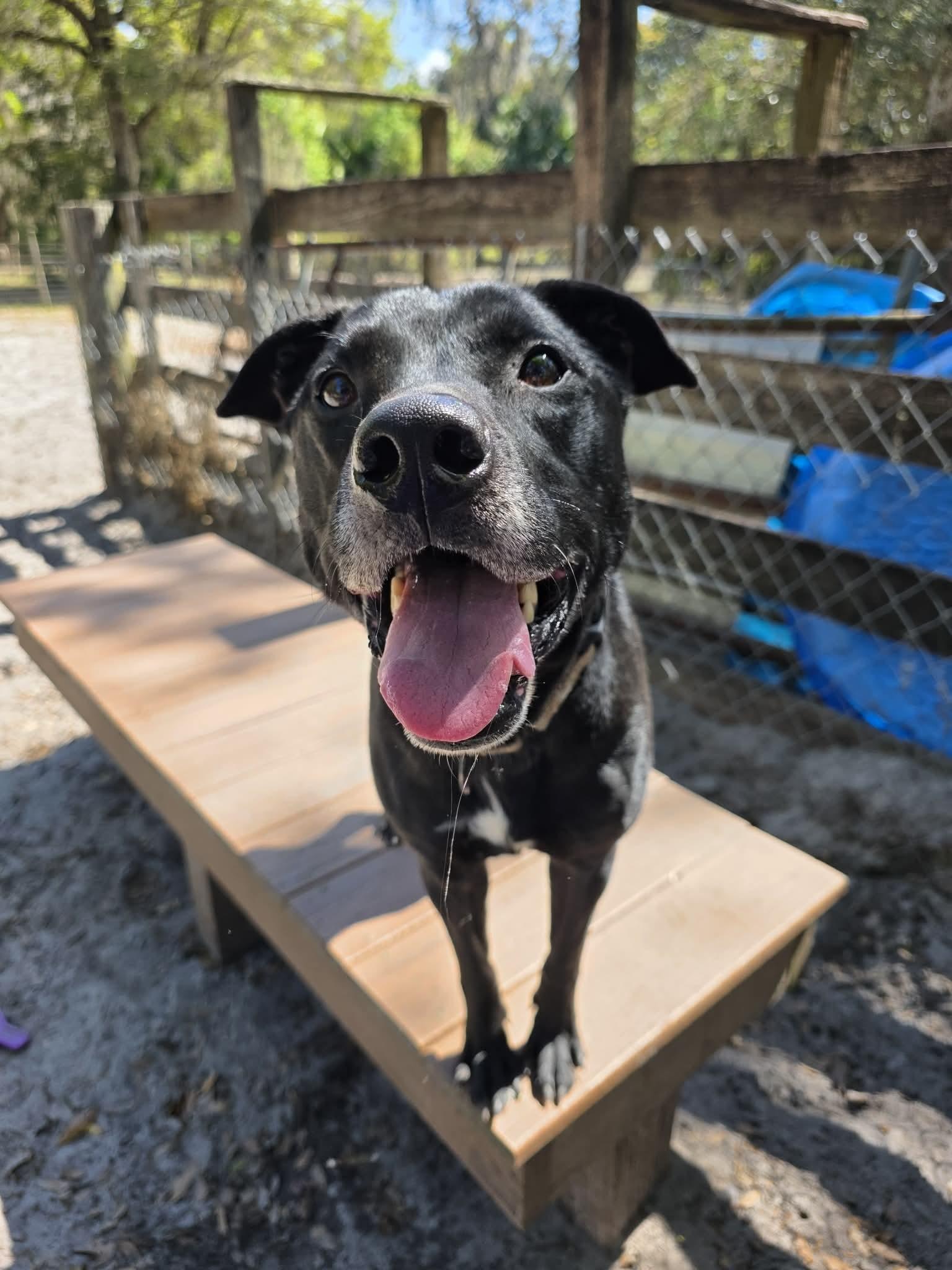 Spot, a ADOPTABLE mixed breed in Umatilla, FL image 5/5