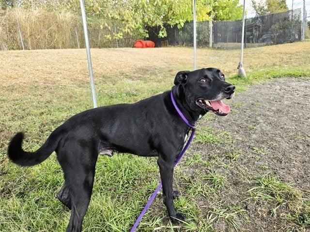 Spot, a ADOPTABLE mixed breed in Umatilla, FL image 3/5