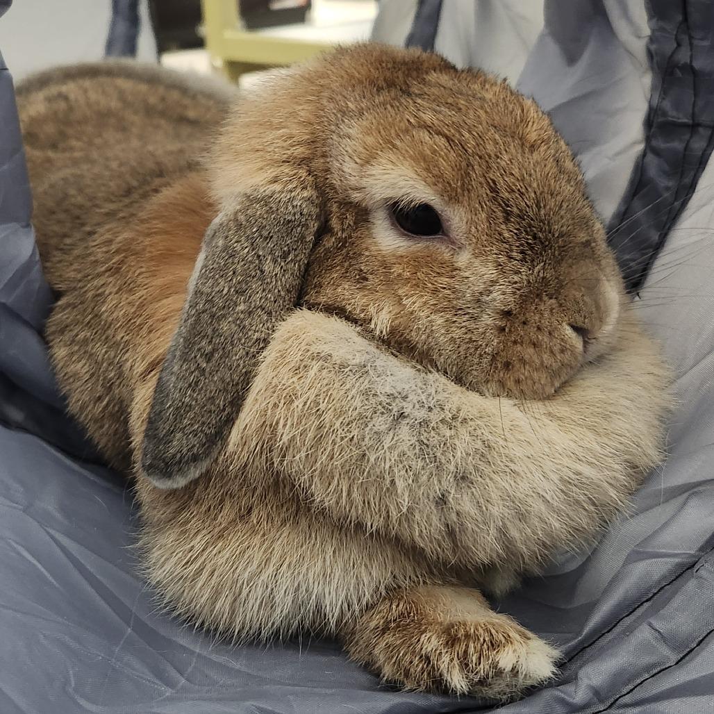 Enlarge Sophie, a Adoptable Holland Lop in Baltimore, MD image 4/5