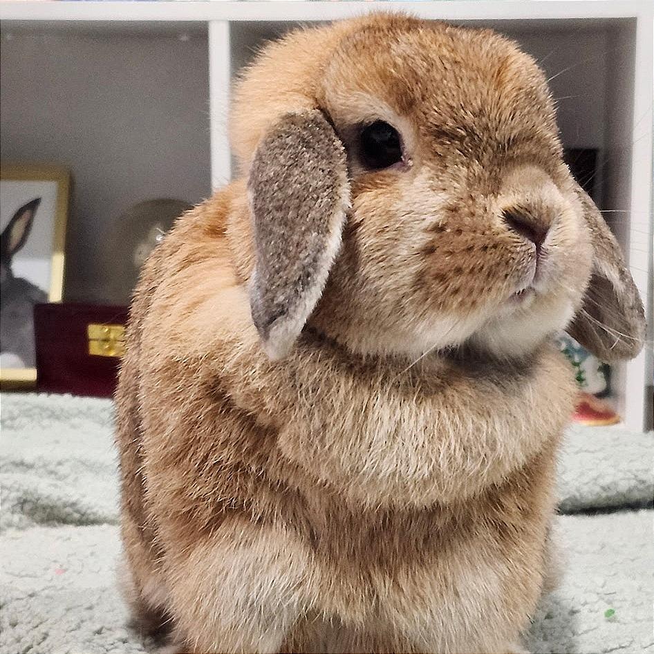 Enlarge Sophie, a Adoptable Holland Lop in Baltimore, MD image 5/5