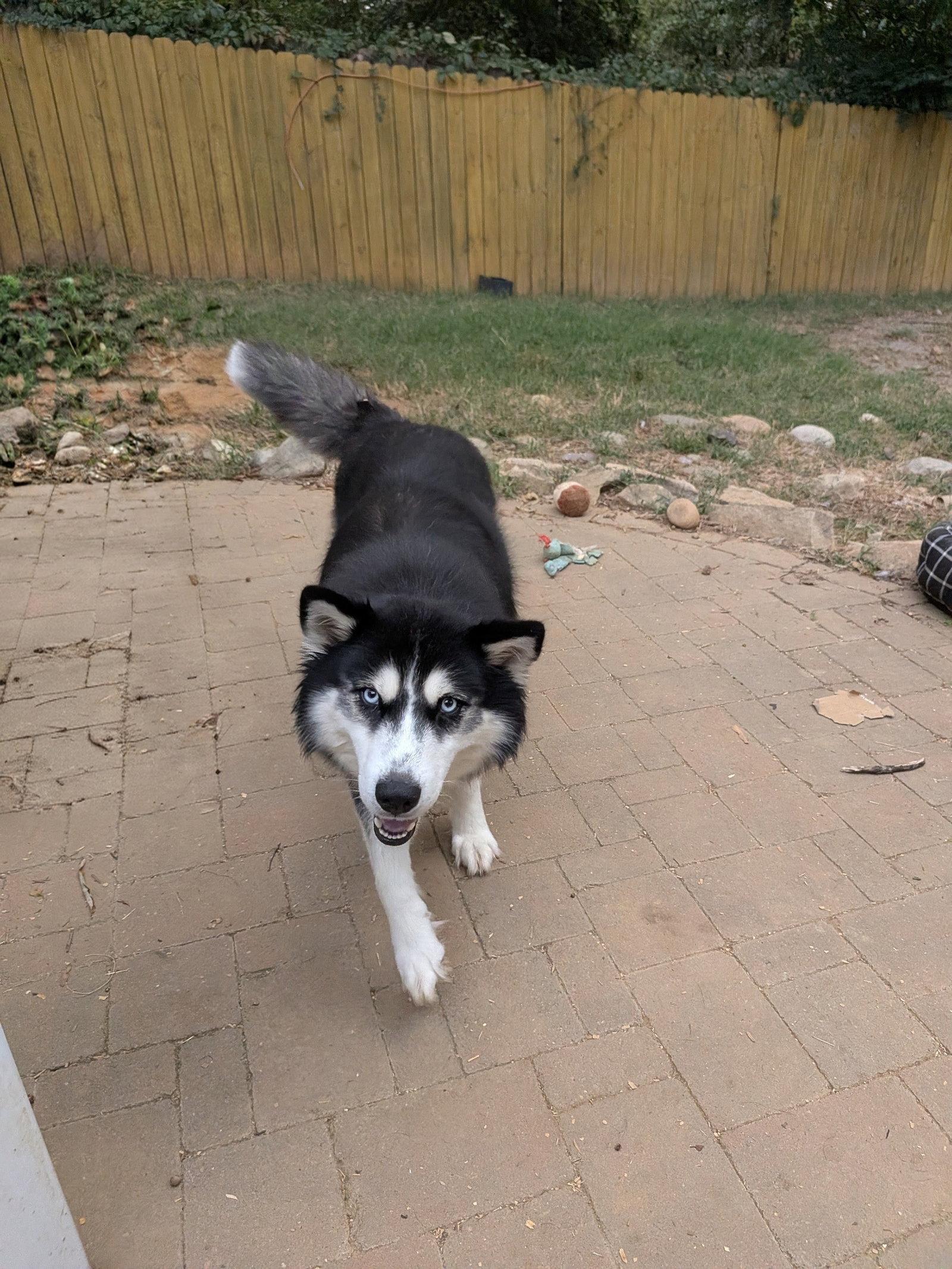 Enlarge Sandra, a Adoptable Siberian Husky in Charlotte, NC image 1/3