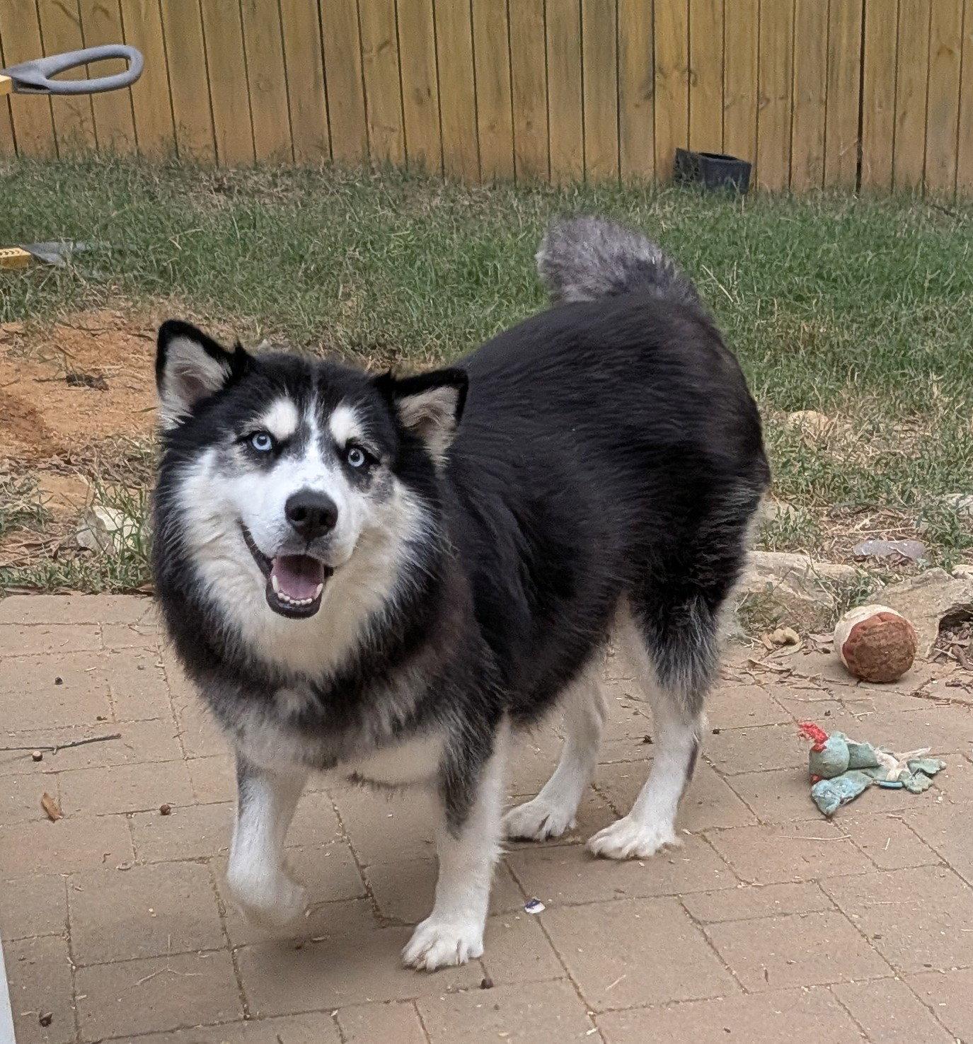 Enlarge Sandra, a Adoptable Siberian Husky in Charlotte, NC image 3/3